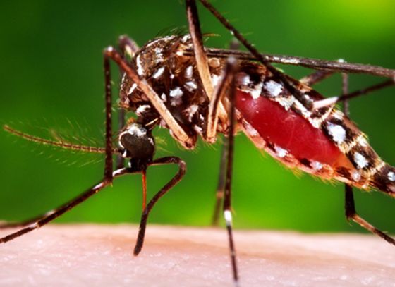 Common Guidelines To Be Followed For Dengue Treatment